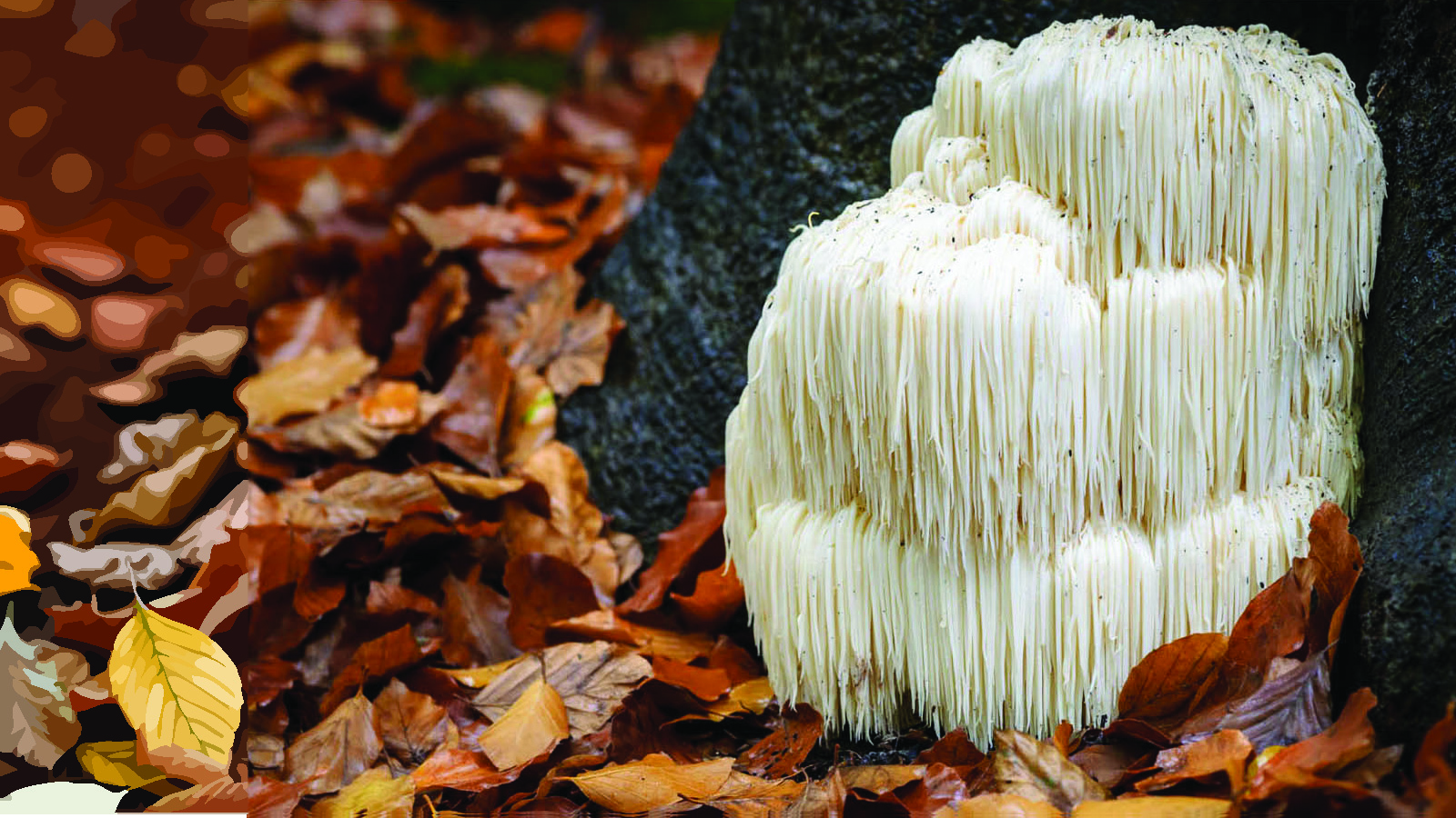 Makers of Liquid Mushroom Dual Extracts