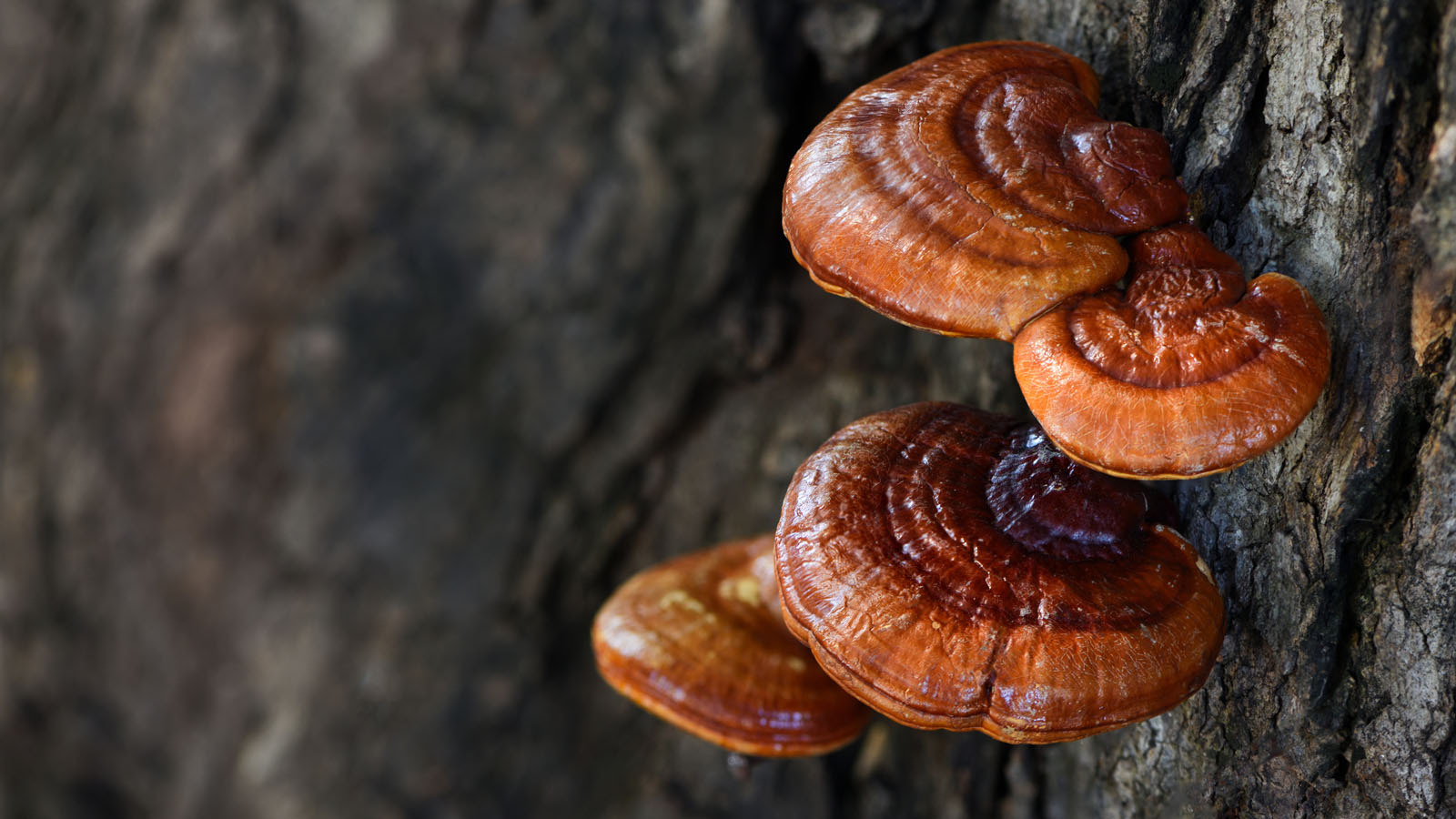 Makers of Liquid Mushroom Dual Extracts