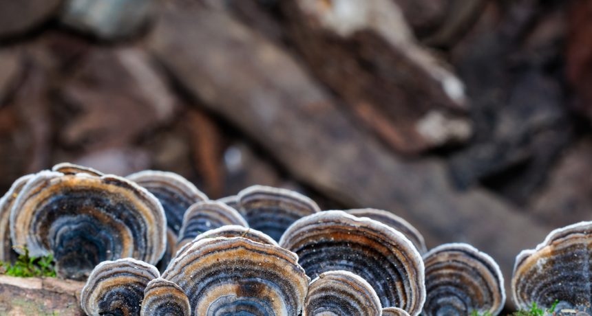 Turkey Tail Mushrooms
