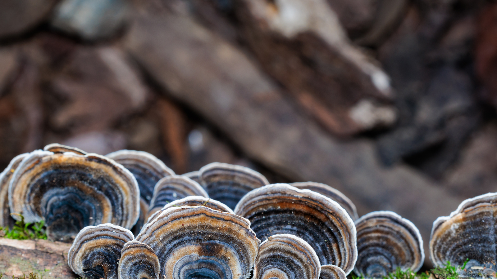 Makers of Liquid Mushroom Dual Extracts